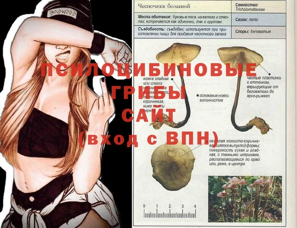 шишки Белокуриха